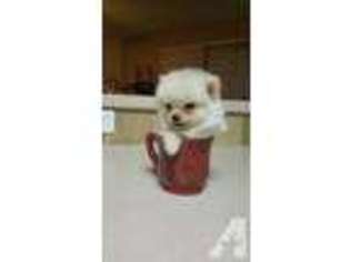 Pomeranian Puppy for sale in ALLEN, TX, USA