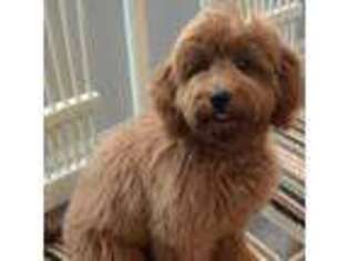 Goldendoodle Puppy for sale in Nolensville, TN, USA