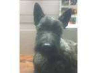 Scottish Terrier Puppy for sale in Great Bend, KS, USA