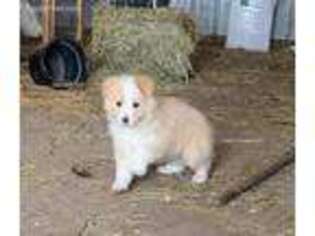 Border Collie Puppy for sale in Caledonia, IL, USA