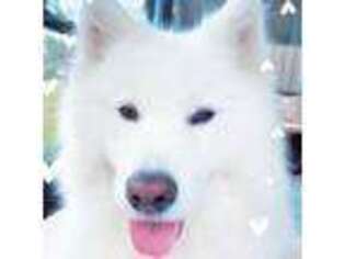 Samoyed Puppy for sale in Boca Raton, FL, USA