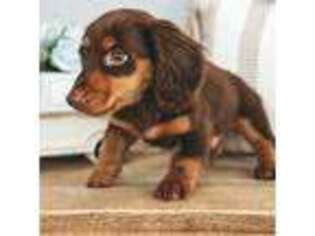Dachshund Puppy for sale in Abington, PA, USA