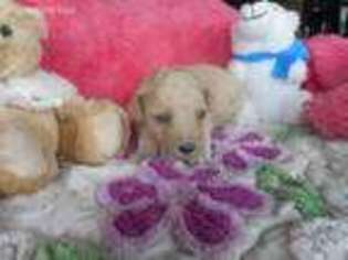 Mutt Puppy for sale in North Ridgeville, OH, USA