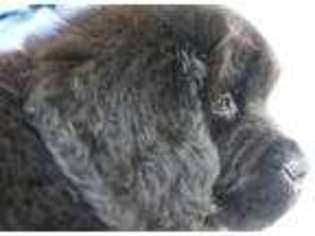 Newfoundland Puppy for sale in Boyertown, PA, USA