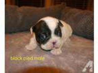 French Bulldog Puppy for sale in MARYSVILLE, WA, USA