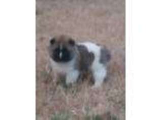 Akita Puppy for sale in Jonesboro, GA, USA