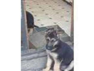 German Shepherd Dog Puppy for sale in Sandusky, OH, USA
