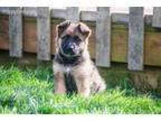 German Shepherd Dog Puppy for sale in Kingston, OH, USA