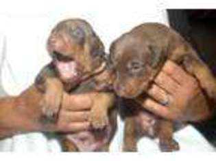 Doberman Pinscher Puppy for sale in Richmond, VA, USA