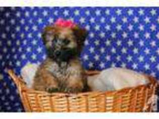 Soft Coated Wheaten Terrier Puppy for sale in LAS VEGAS, NV, USA