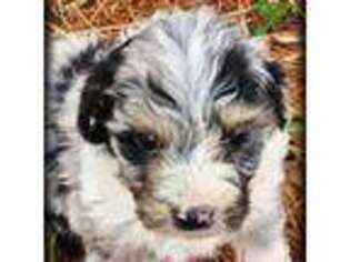 Mutt Puppy for sale in Mount Clare, WV, USA