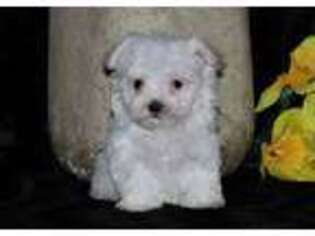 Maltese Puppy for sale in Dundee, OH, USA