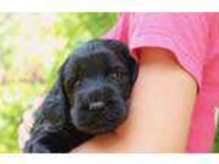 Labradoodle Puppy for sale in Mount Pleasant, SC, USA