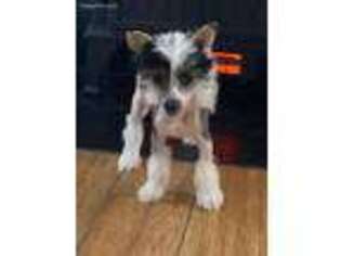 Chinese Crested Puppy for sale in Woodstock, GA, USA