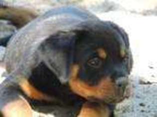Rottweiler Puppy for sale in Micanopy, FL, USA