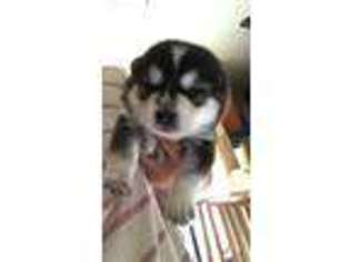Alaskan Klee Kai Puppy for sale in Columbia City, OR, USA