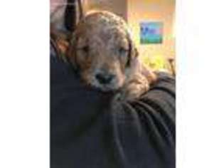 Goldendoodle Puppy for sale in Sachse, TX, USA