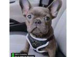 French Bulldog Puppy for sale in Flemington, NJ, USA