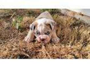 Bulldog Puppy for sale in Mexico, MO, USA