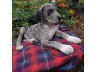 Great Dane Puppy for sale in El Campo, TX, USA