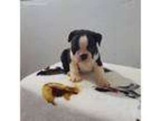 Boston Terrier Puppy for sale in Sullivan, IL, USA