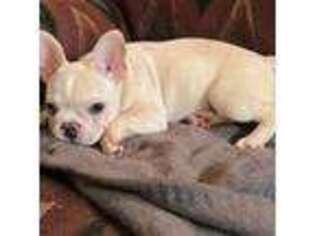 French Bulldog Puppy for sale in Toledo, OH, USA