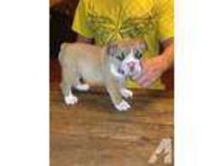 Bulldog Puppy for sale in LOXLEY, AL, USA