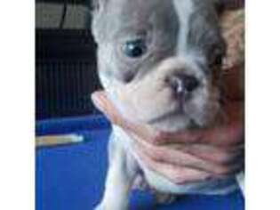French Bulldog Puppy for sale in Sausalito, CA, USA