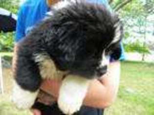 Newfoundland Puppy for sale in Grand Rapids, OH, USA