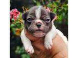 French Bulldog Puppy for sale in Webster, FL, USA