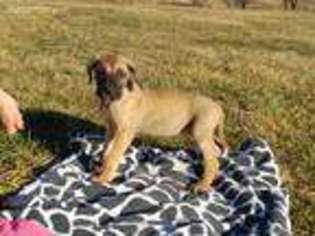 Great Dane Puppy for sale in Hays, NC, USA