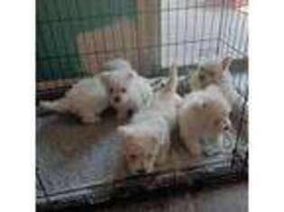 West Highland White Terrier Puppy for sale in Delano, CA, USA