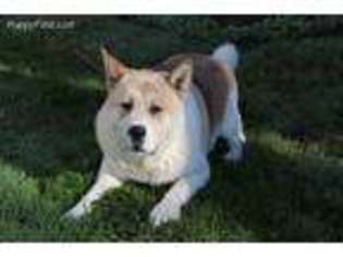 Akita Puppy for sale in Millersburg, OH, USA