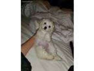 Cavapoo Puppy for sale in Denton, TX, USA