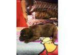 Olde English Bulldogge Puppy for sale in Paw Paw, MI, USA