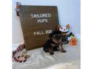 Yorkshire Terrier Puppy for sale in Peoria, AZ, USA