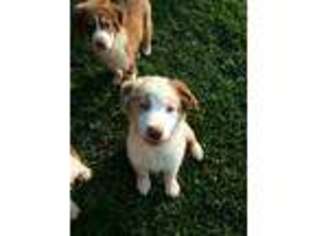 Australian Shepherd Puppy for sale in Woodsboro, MD, USA