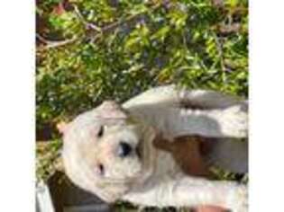 Labrador Retriever Puppy for sale in Perris, CA, USA