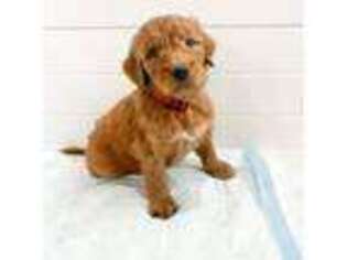 Goldendoodle Puppy for sale in Royse City, TX, USA