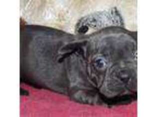 French Bulldog Puppy for sale in New Boston, NH, USA