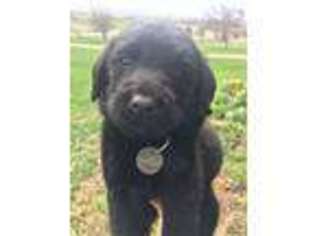 Labradoodle Puppy for sale in Colo, IA, USA
