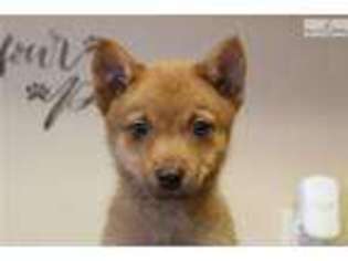 Alaskan Klee Kai Puppy for sale in Omaha, NE, USA
