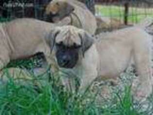 Boerboel Puppy for sale in Oak Ridge, MO, USA