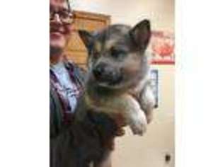 Alaskan Malamute Puppy for sale in Bryson City, NC, USA