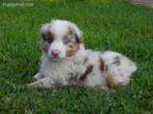 Miniature Australian Shepherd Puppy for sale in Alton, MO, USA