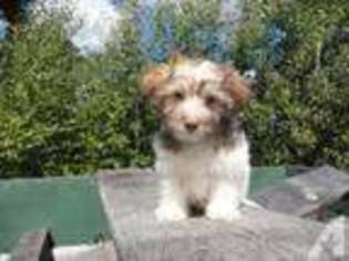 Havanese Puppy for sale in DERRY, NH, USA