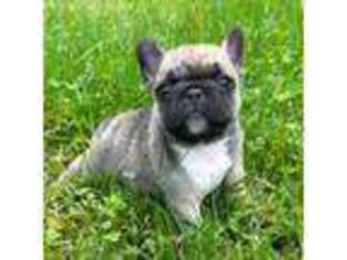 French Bulldog Puppy for sale in Islip Terrace, NY, USA
