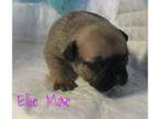 French Bulldog Puppy for sale in Alpena, AR, USA