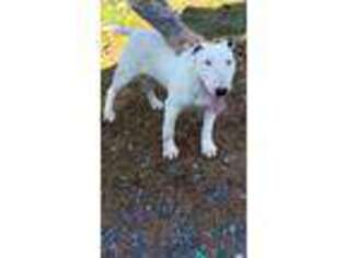 Bull Terrier Puppy for sale in Morganton, GA, USA