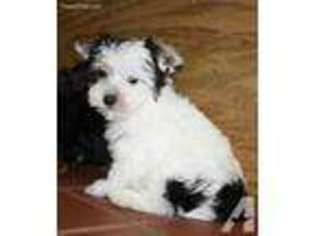 Yorkshire Terrier Puppy for sale in MAYSVILLE, GA, USA